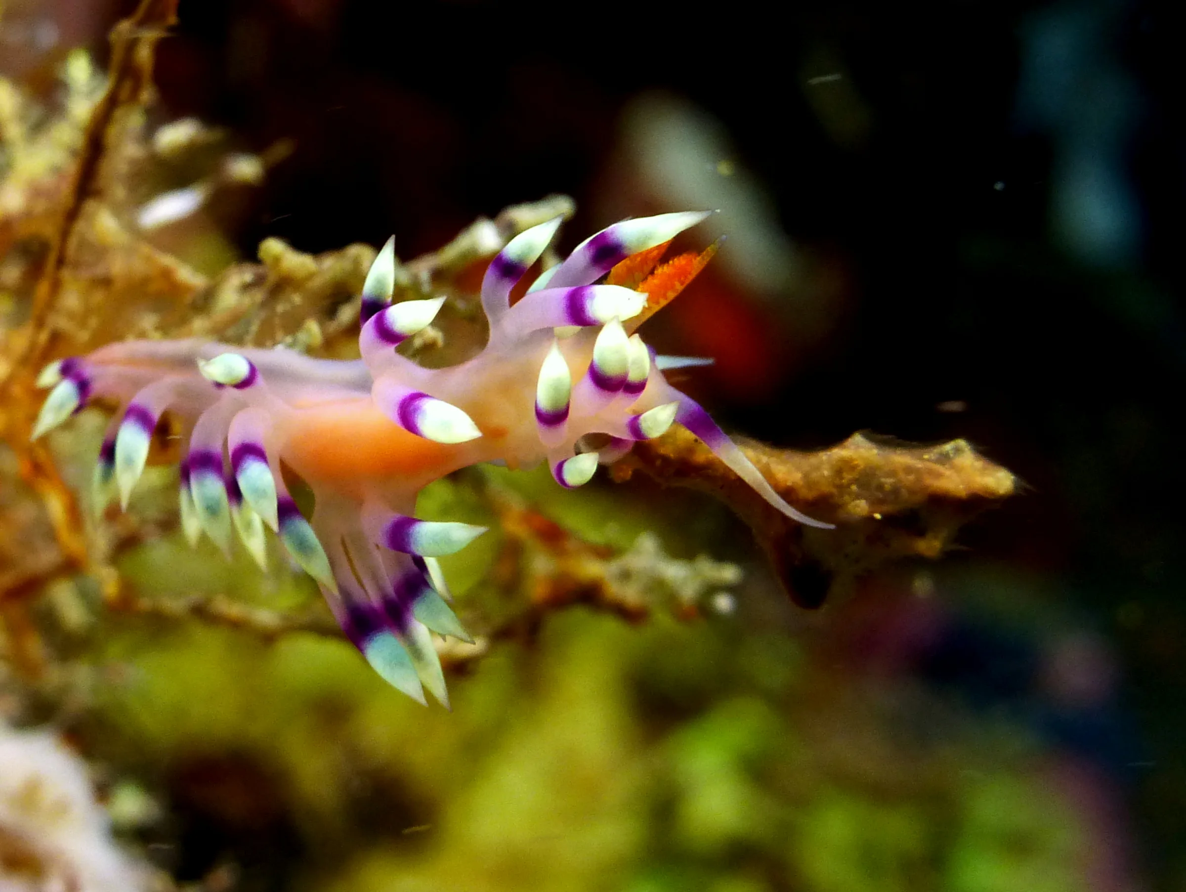 Nudibranch, Philippines, 2014