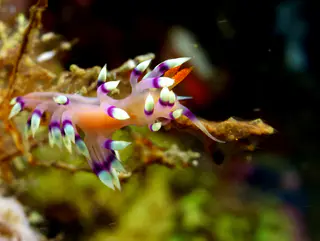 Underwater photograph by Joel Bergsma