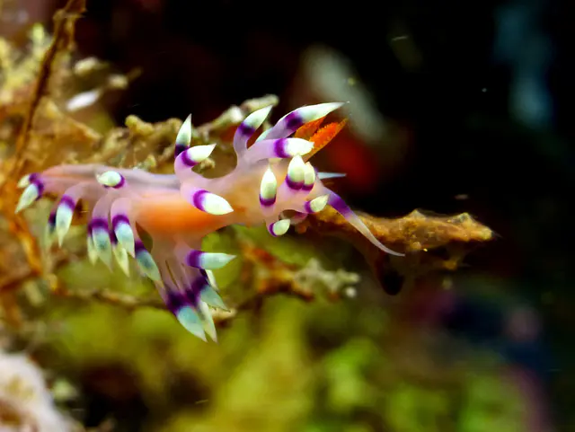 Underwater photograph by Joel Bergsma