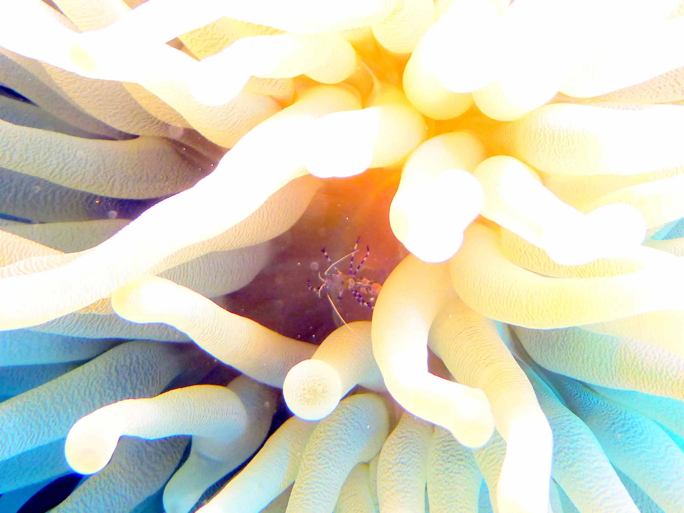 Bonaire underwater photograph, 2013