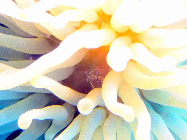 Underwater photograph by Joel Bergsma