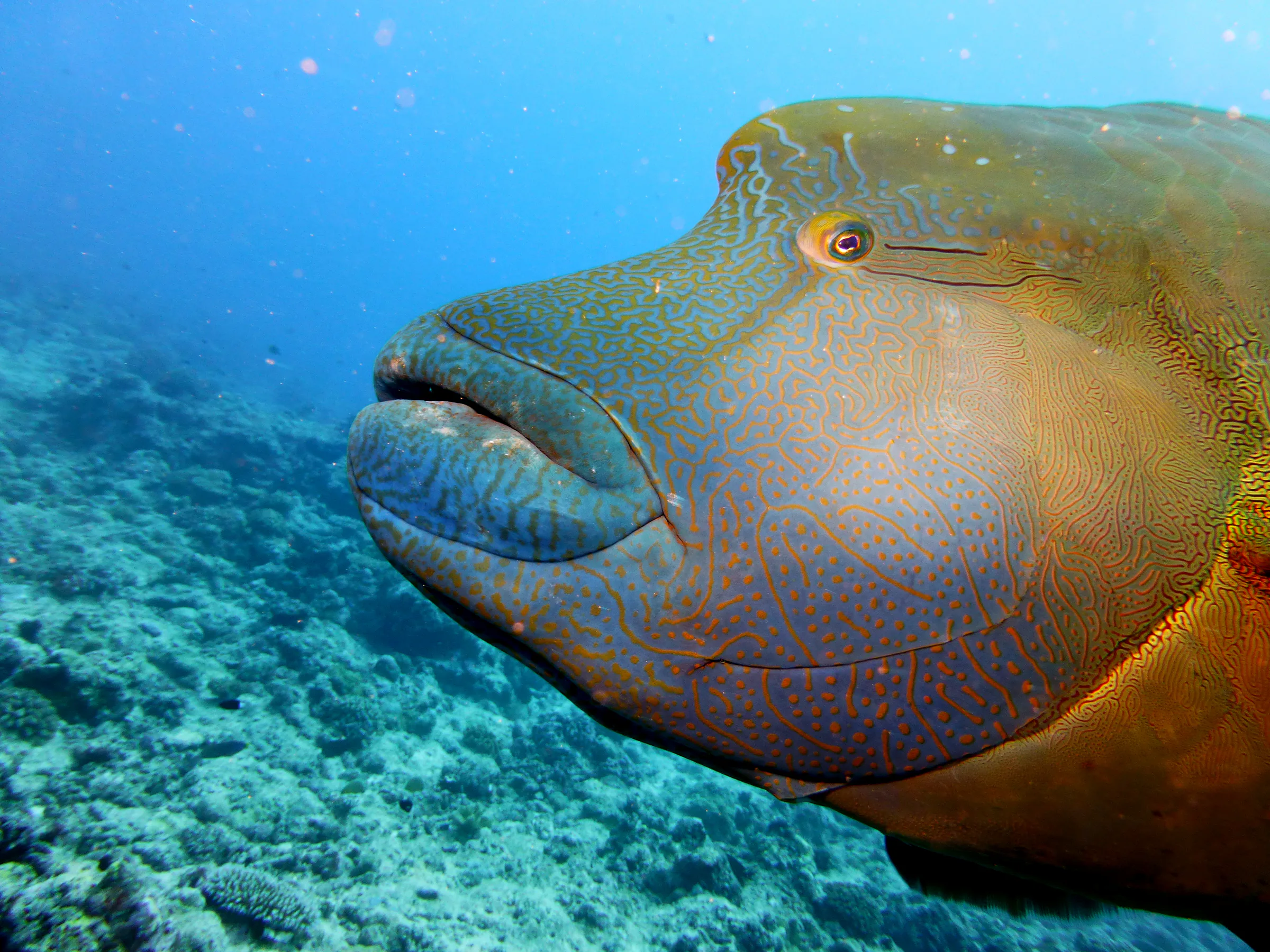 Napoleon Wrasse aka Humphead Wrasse. See Gerald Allen, et al, Reef Fish Identification - Tropical Pacific (2003) at page 193.