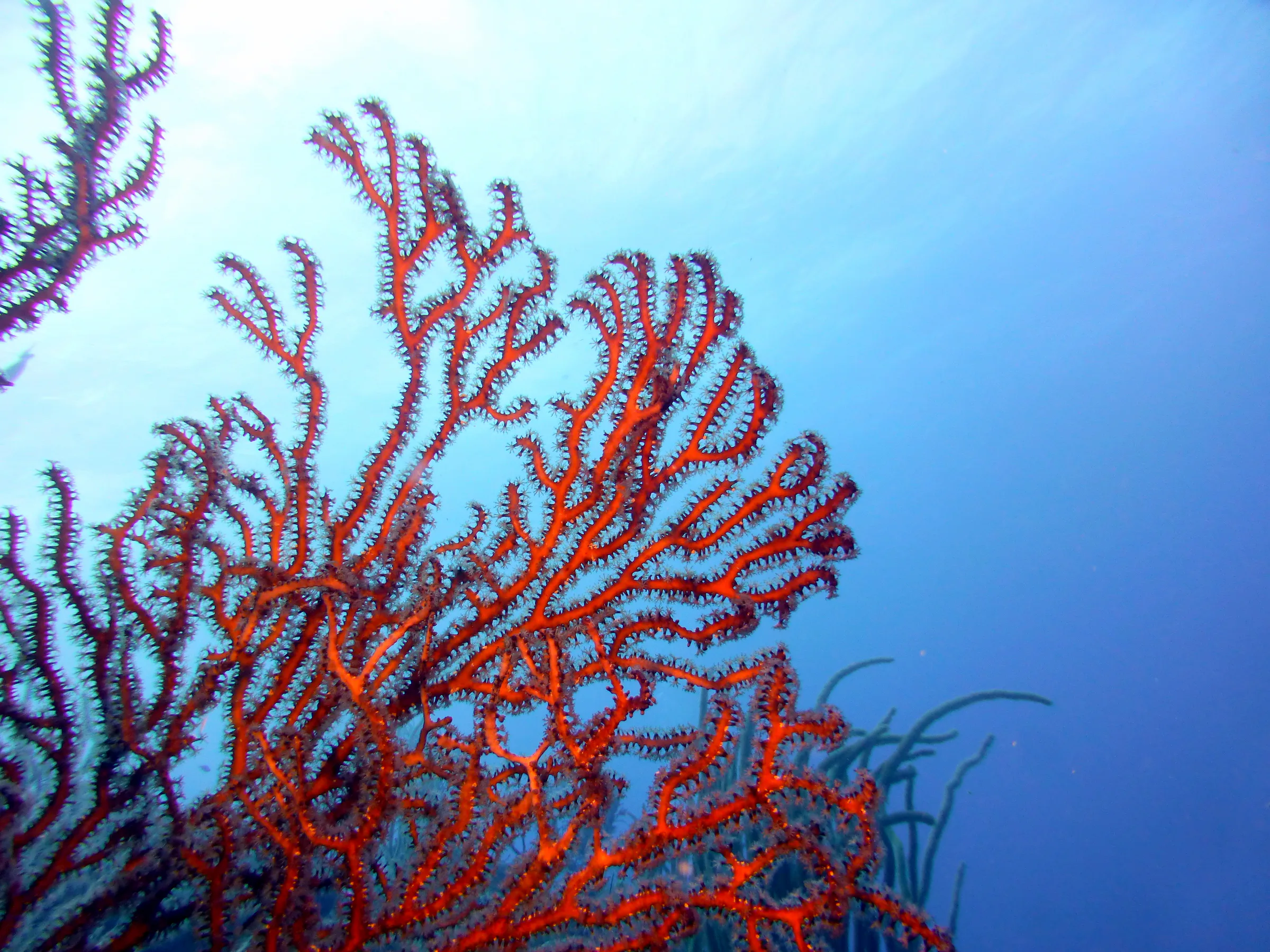 Belize underwater photograph, 2017