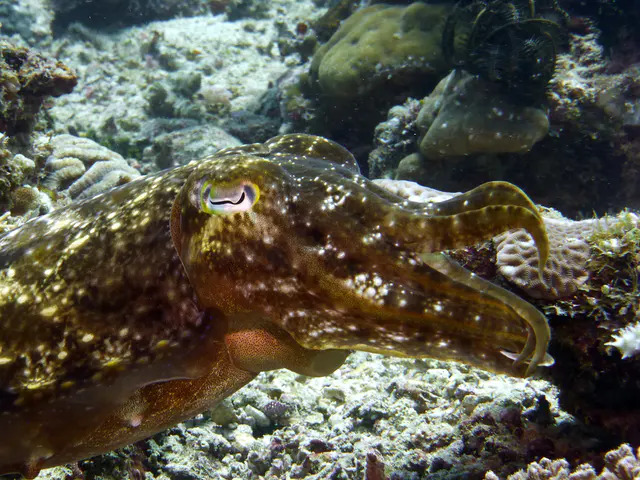 Underwater photograph by Joel Bergsma