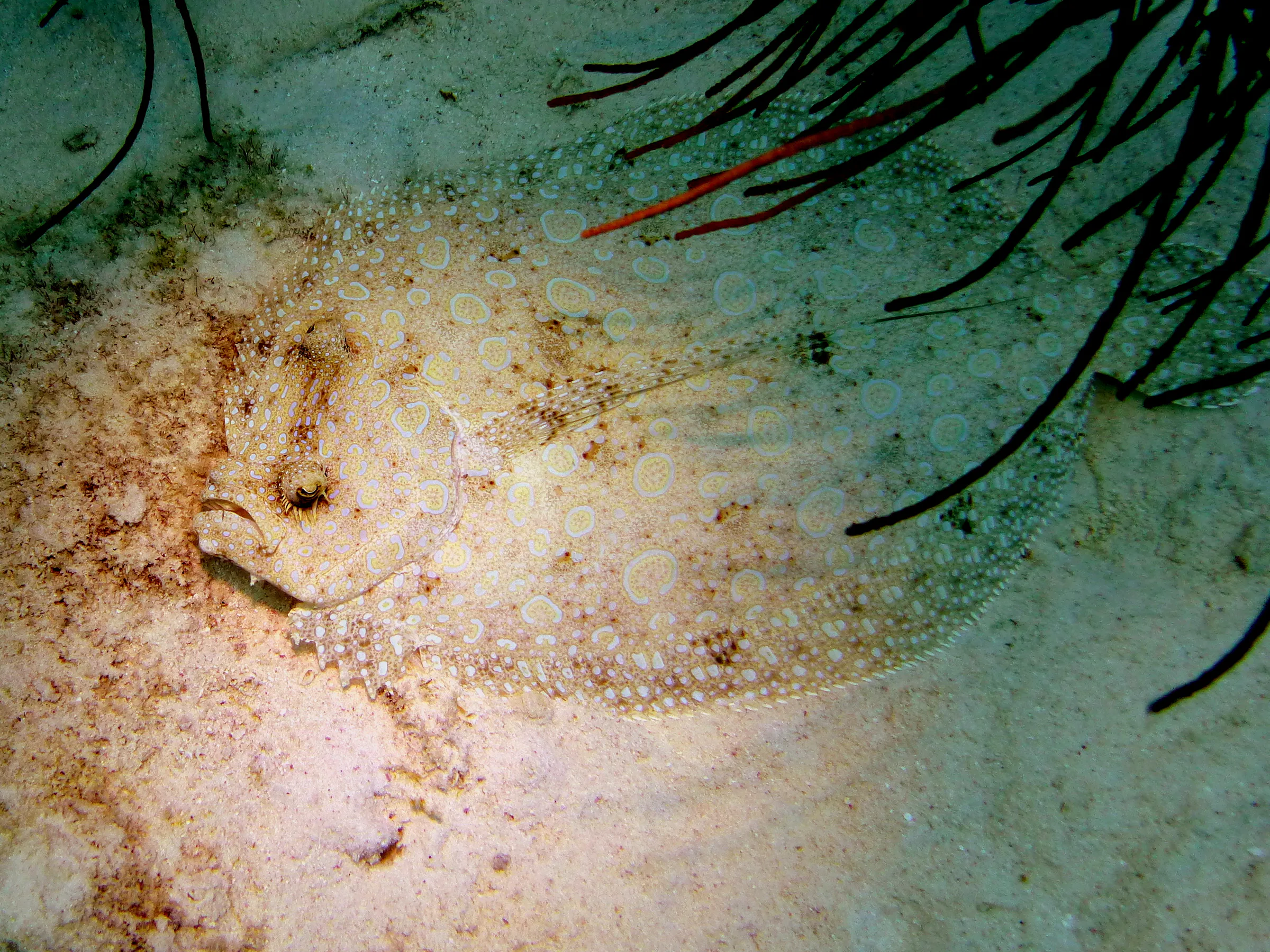 Flounder, Bonaire, 2013