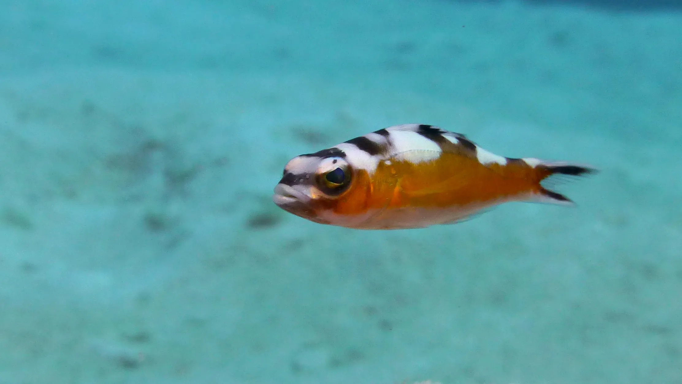 Tobaccofish, Belize, 2017