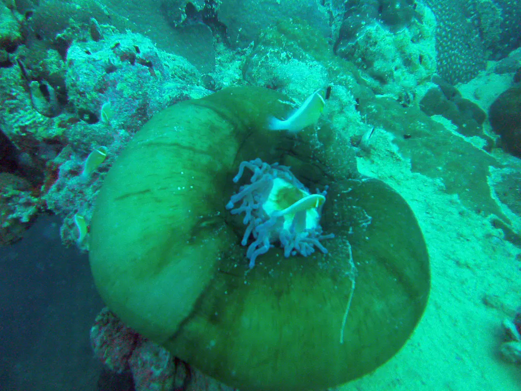 An anemone has attached itself on the ship's main deck.