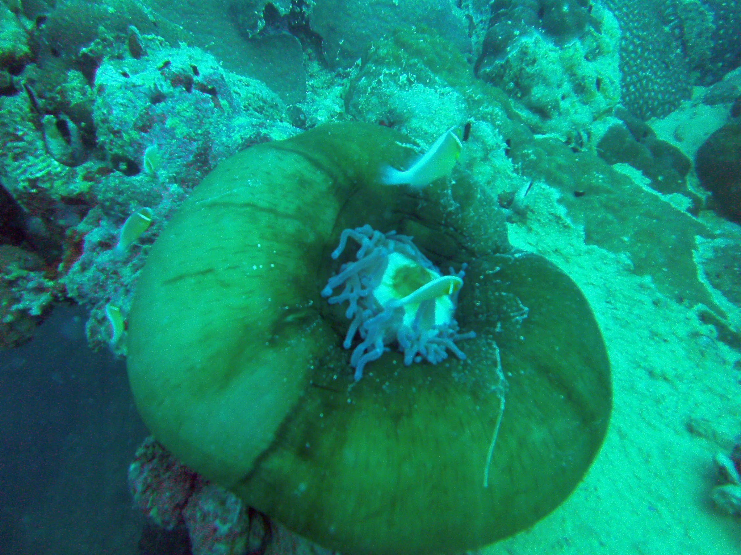 An anemone has attached itself on the ship's main deck.