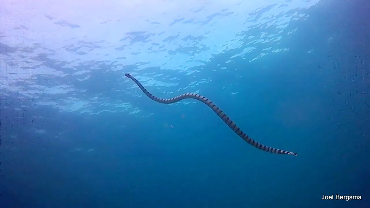 Banded Sea Snake, Philippines, 2017