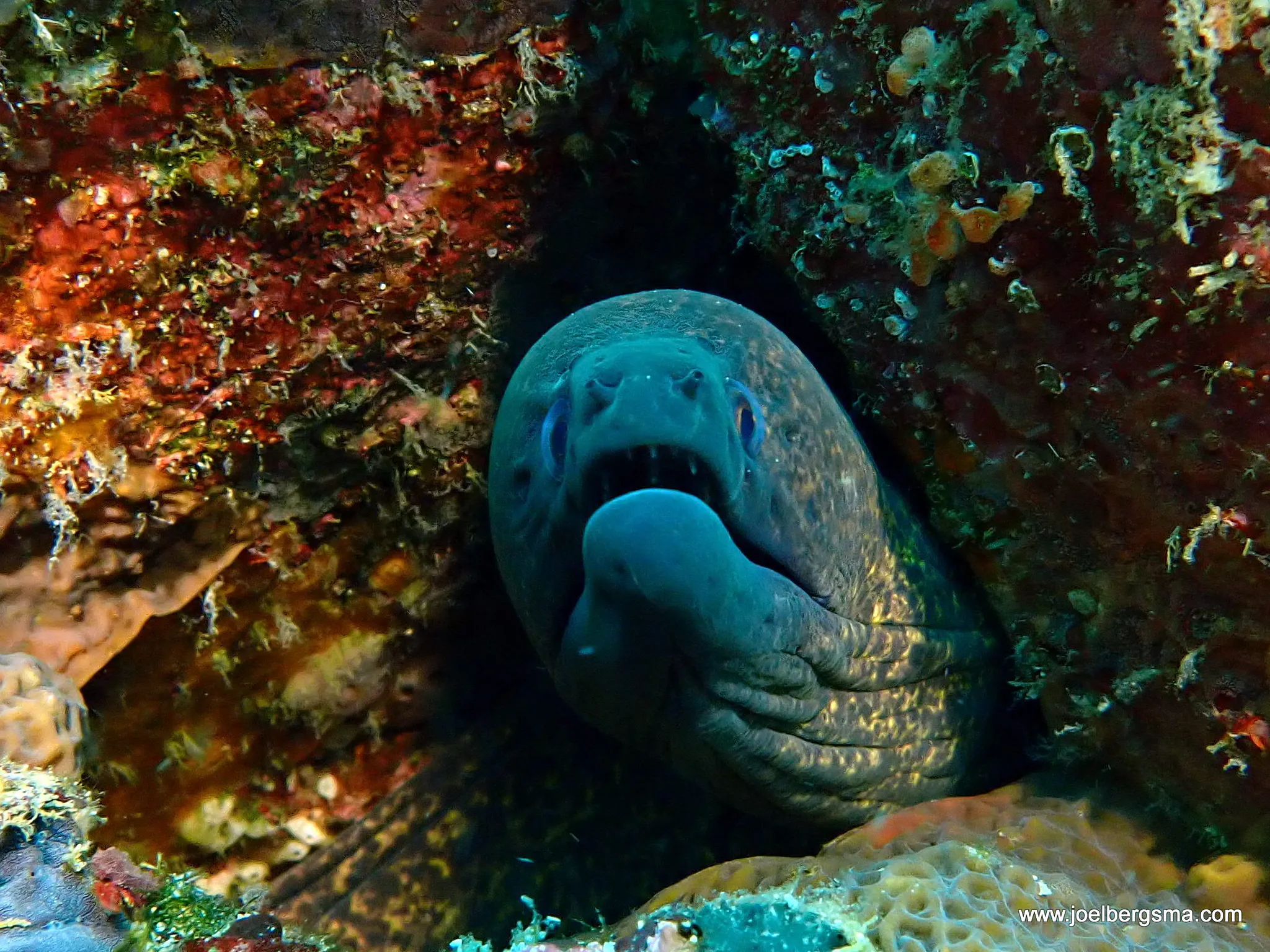 Philippines underwater photograph, 2022