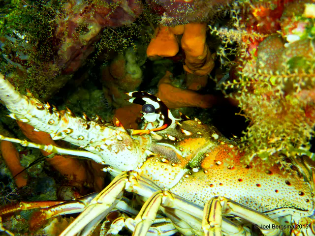 Underwater photograph by Joel Bergsma