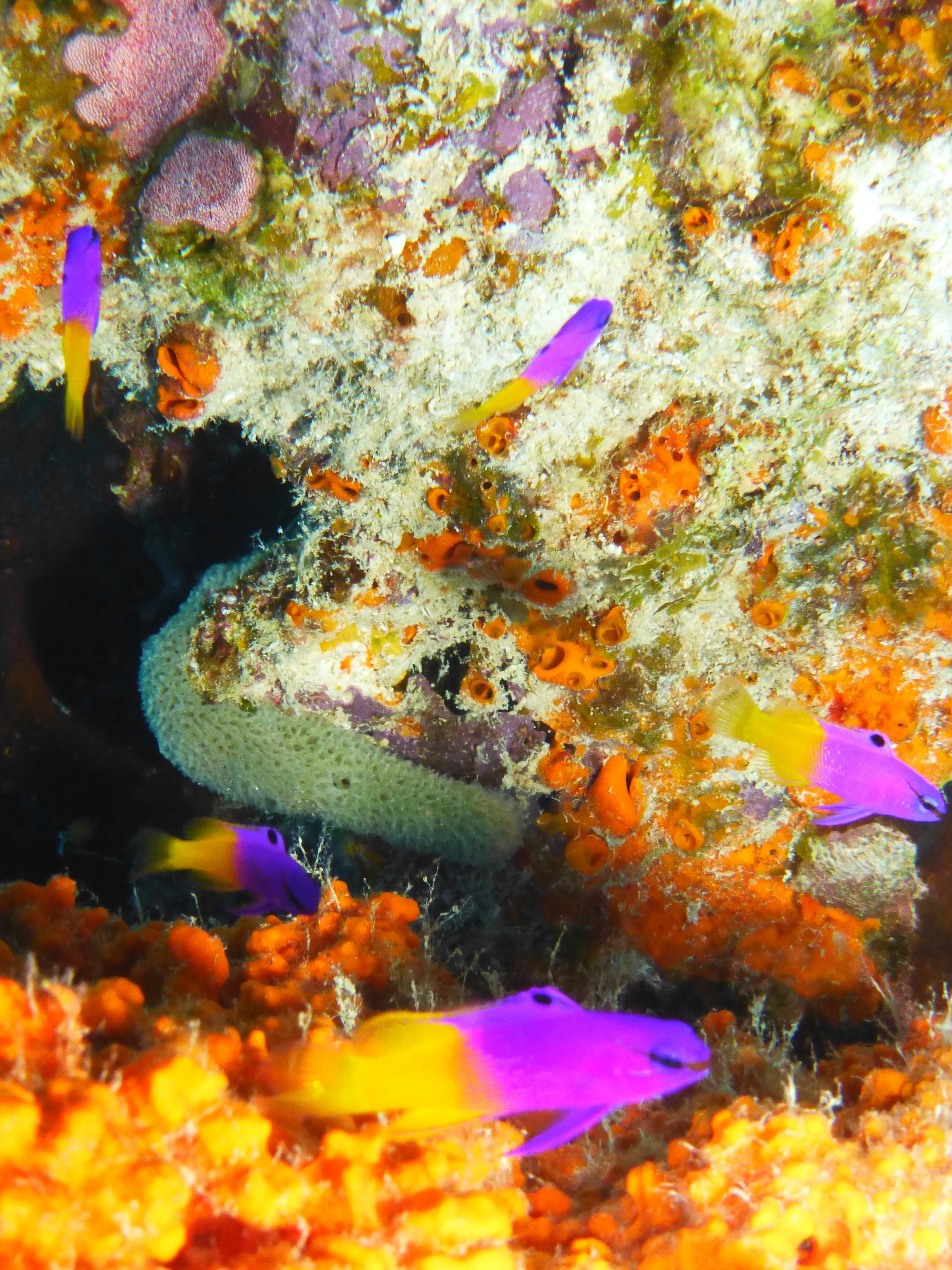 Fairy Basslet, Bonaire, 2013
