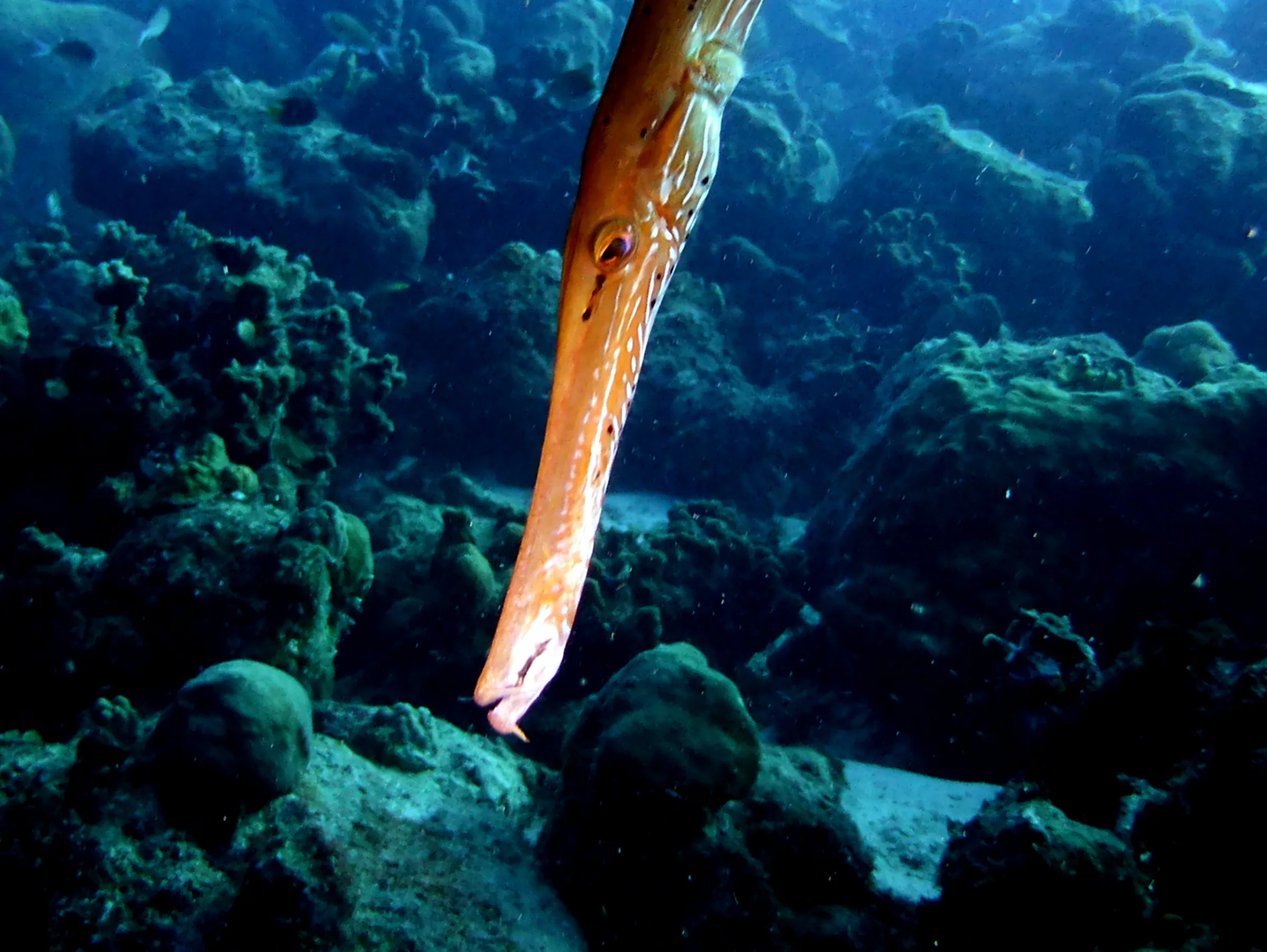 Trumpetfish, Bonaire, 2013