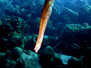 Underwater photograph by Joel Bergsma