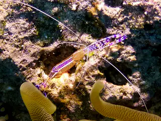 Underwater photograph by Joel Bergsma