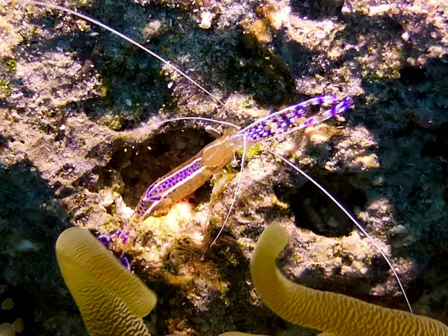 Underwater photograph by Joel Bergsma