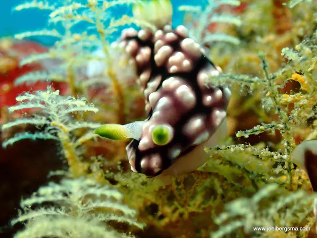 Underwater photograph by Joel Bergsma