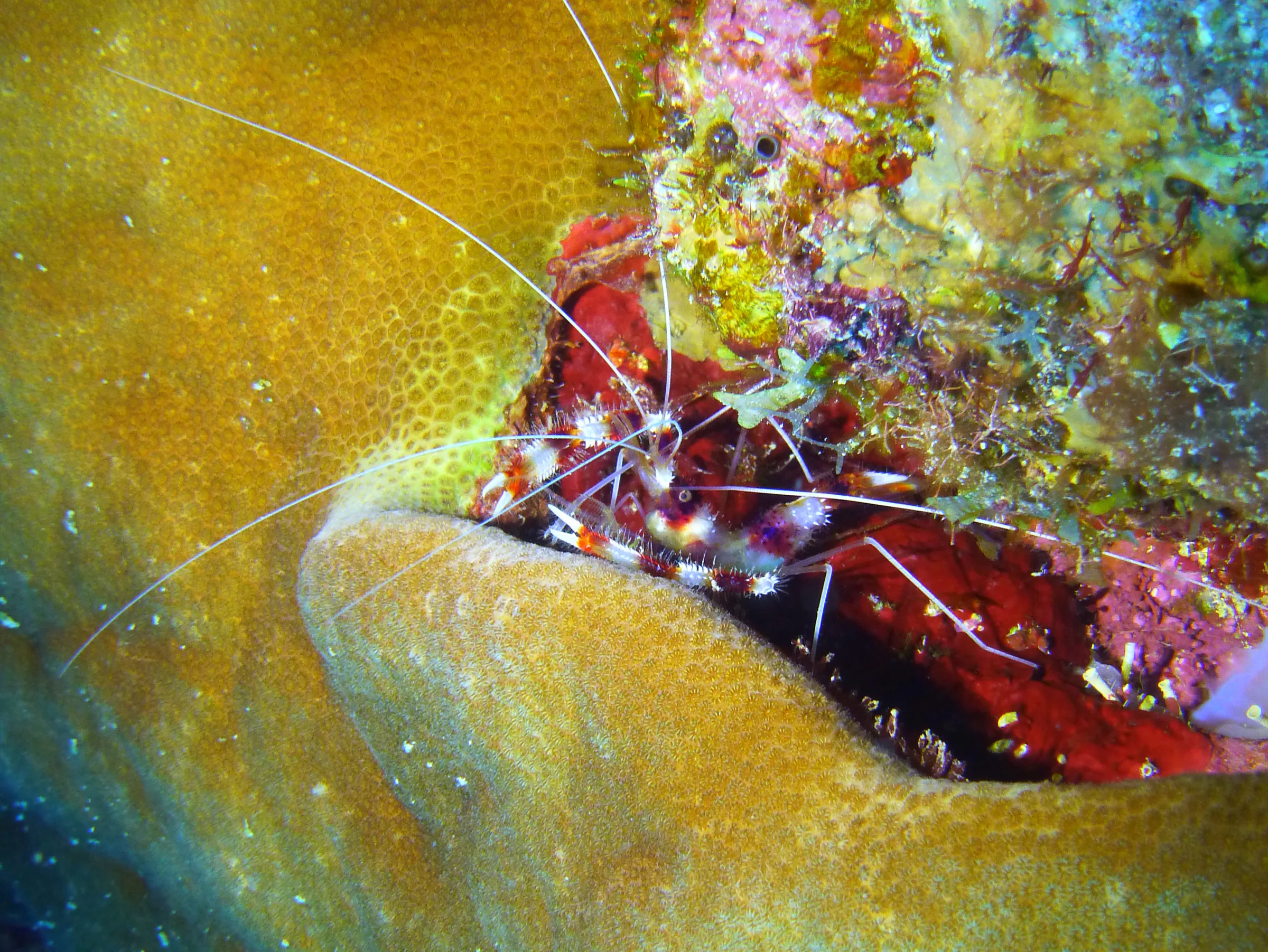 Banded Coral Shrimp, Bonaire, 2013