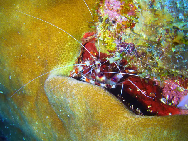 Underwater photograph by Joel Bergsma