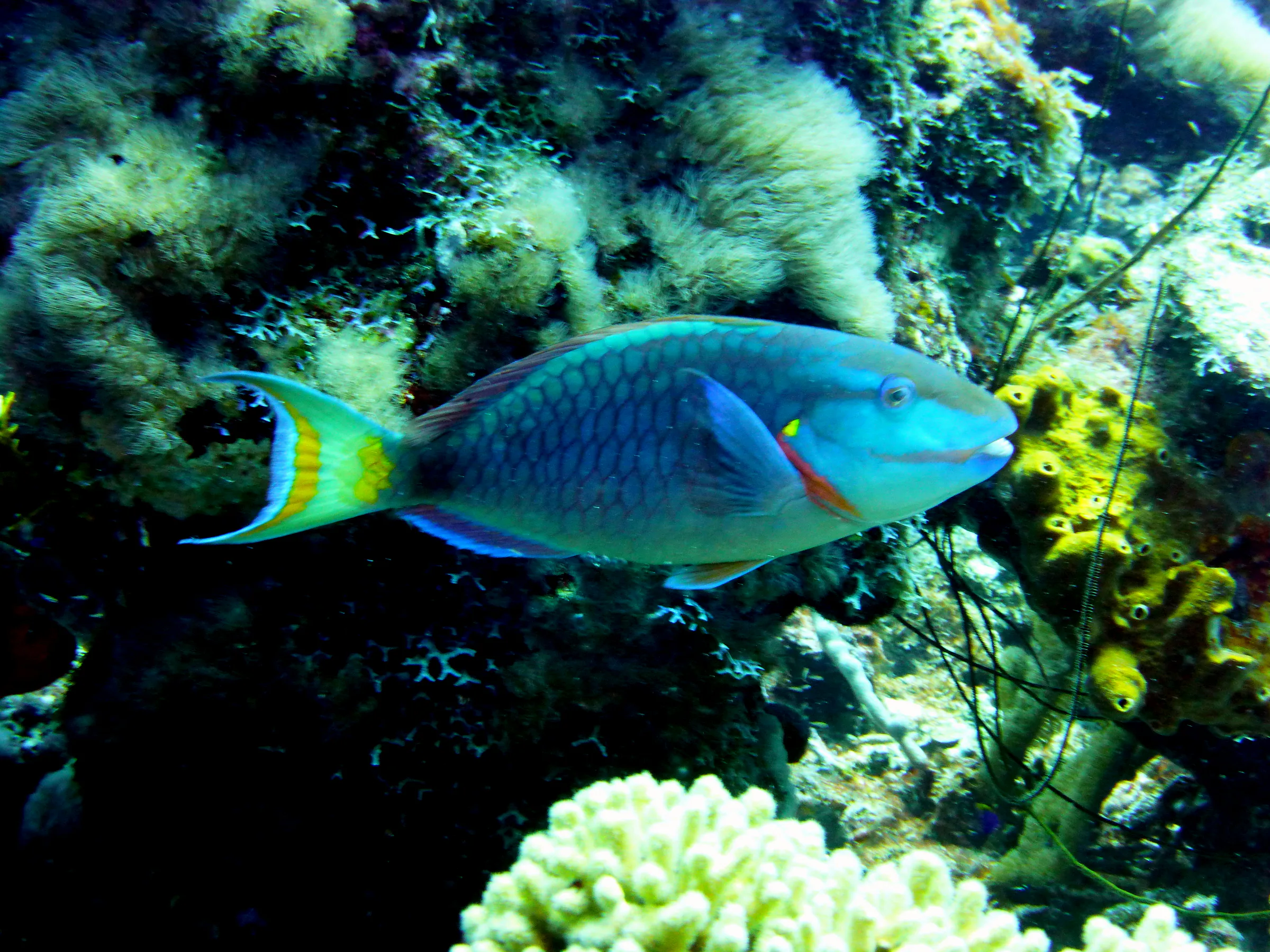 Parrotfish, Bonaire, 2013