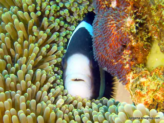 Underwater photograph by Joel Bergsma