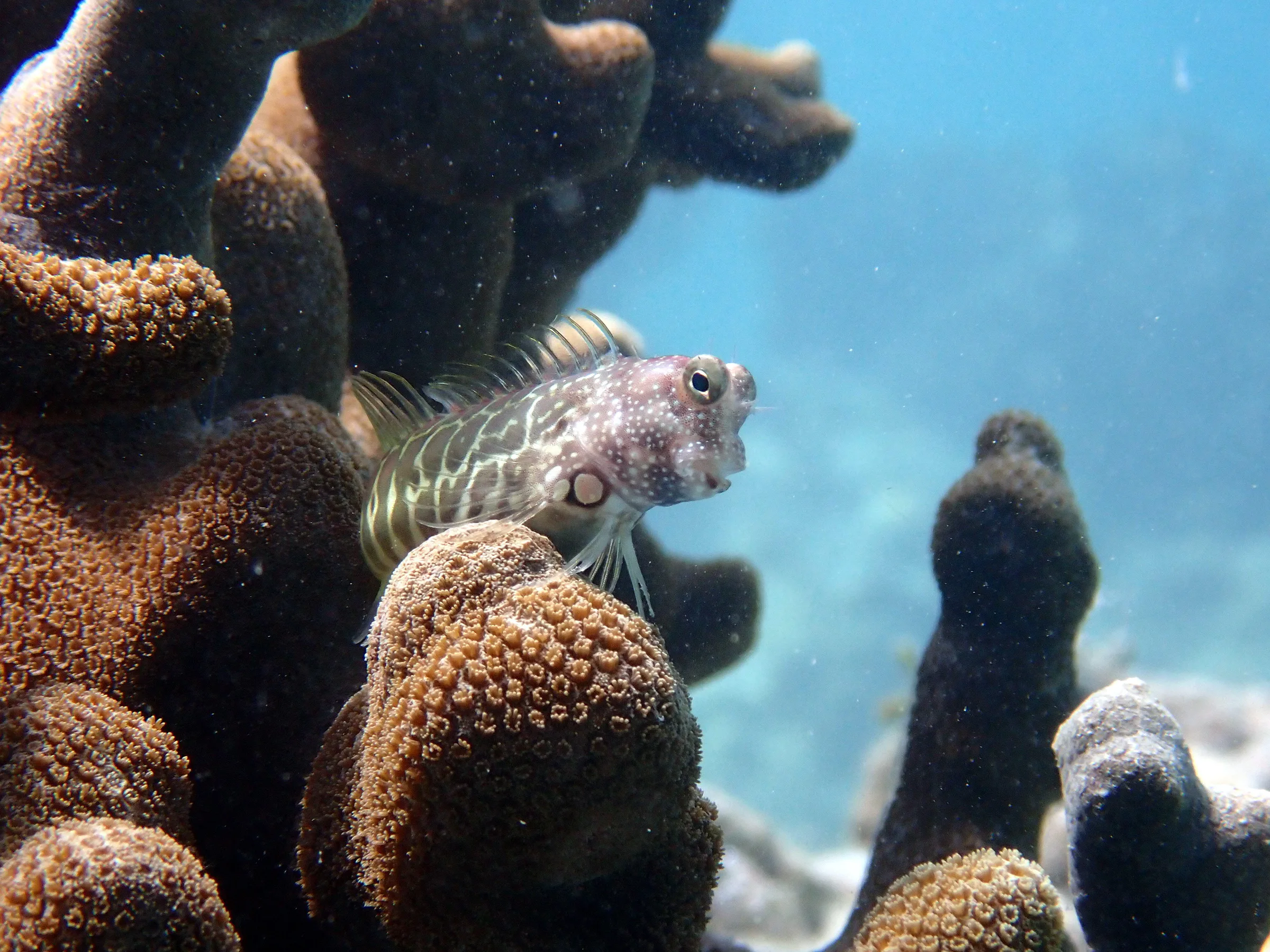 Palau underwater photograph, 2022
