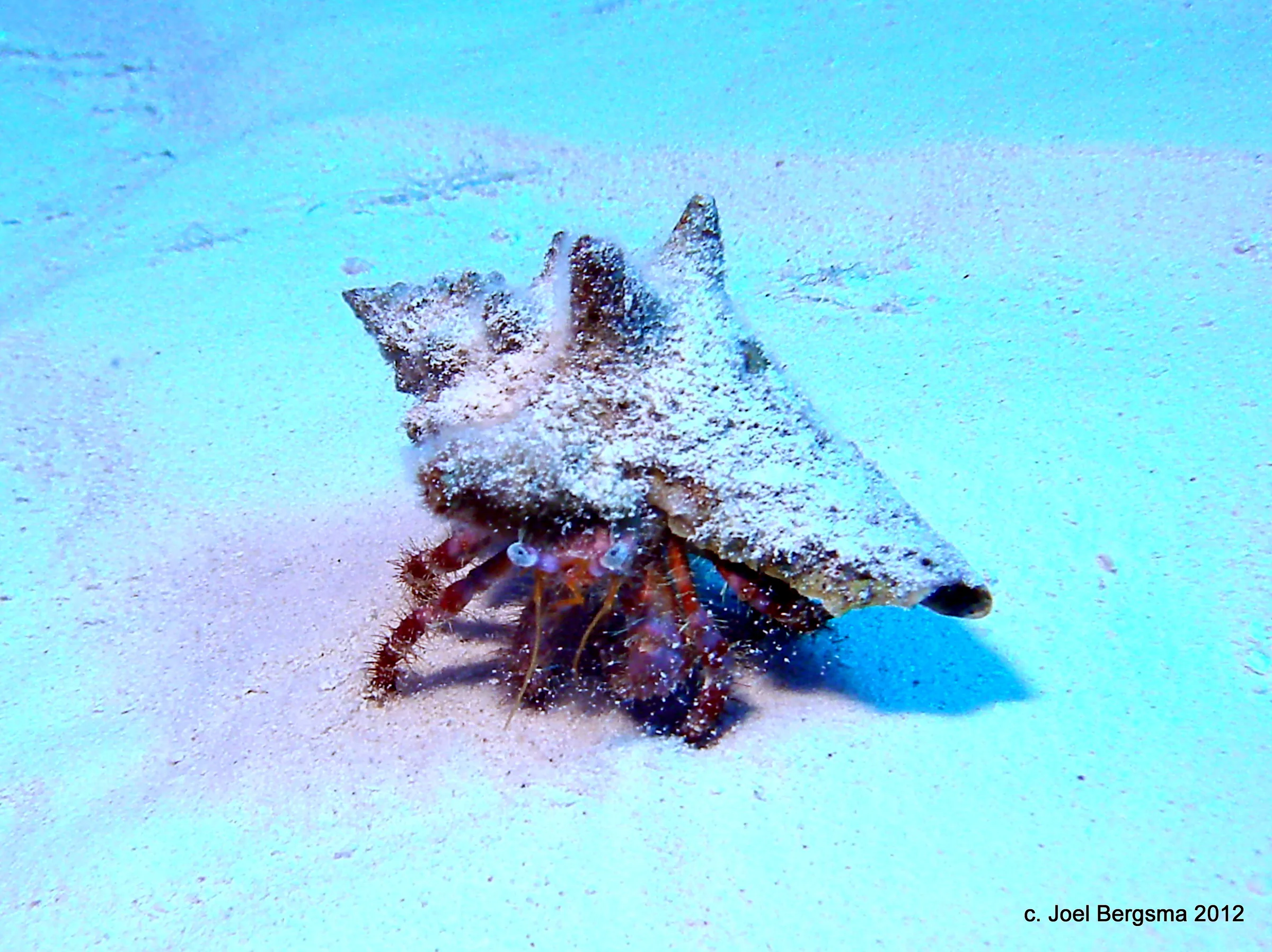 Hermit crab kicking up sand in Cozumel.  4/24/2012 diving.