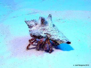 Hermit crab kicking up sand in Cozumel.  4/24/2012 diving.