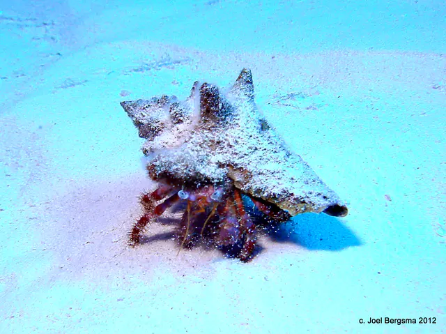 Hermit crab kicking up sand in Cozumel.  4/24/2012 diving.