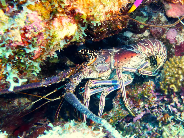 Underwater photograph by Joel Bergsma