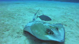 Southern Stingray with Symbiotic Jack