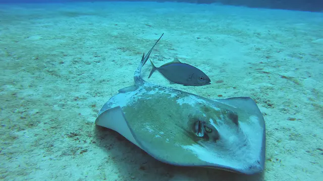Southern Stingray with Symbiotic Jack