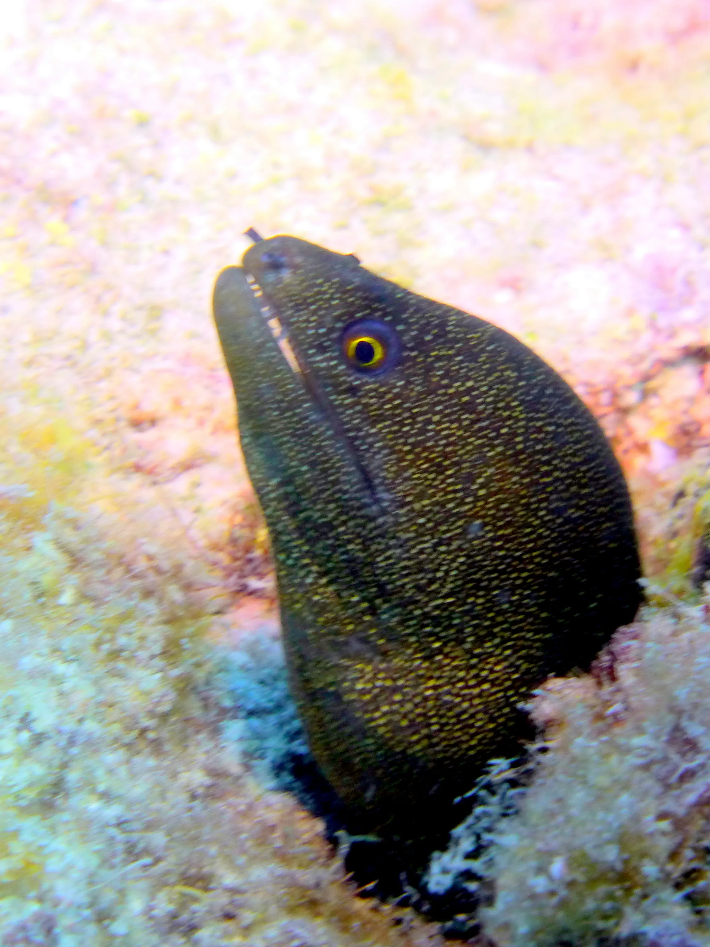 Goldentail Moray Eel, Bonaire, 2013