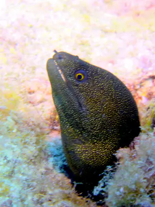 Underwater photograph by Joel Bergsma