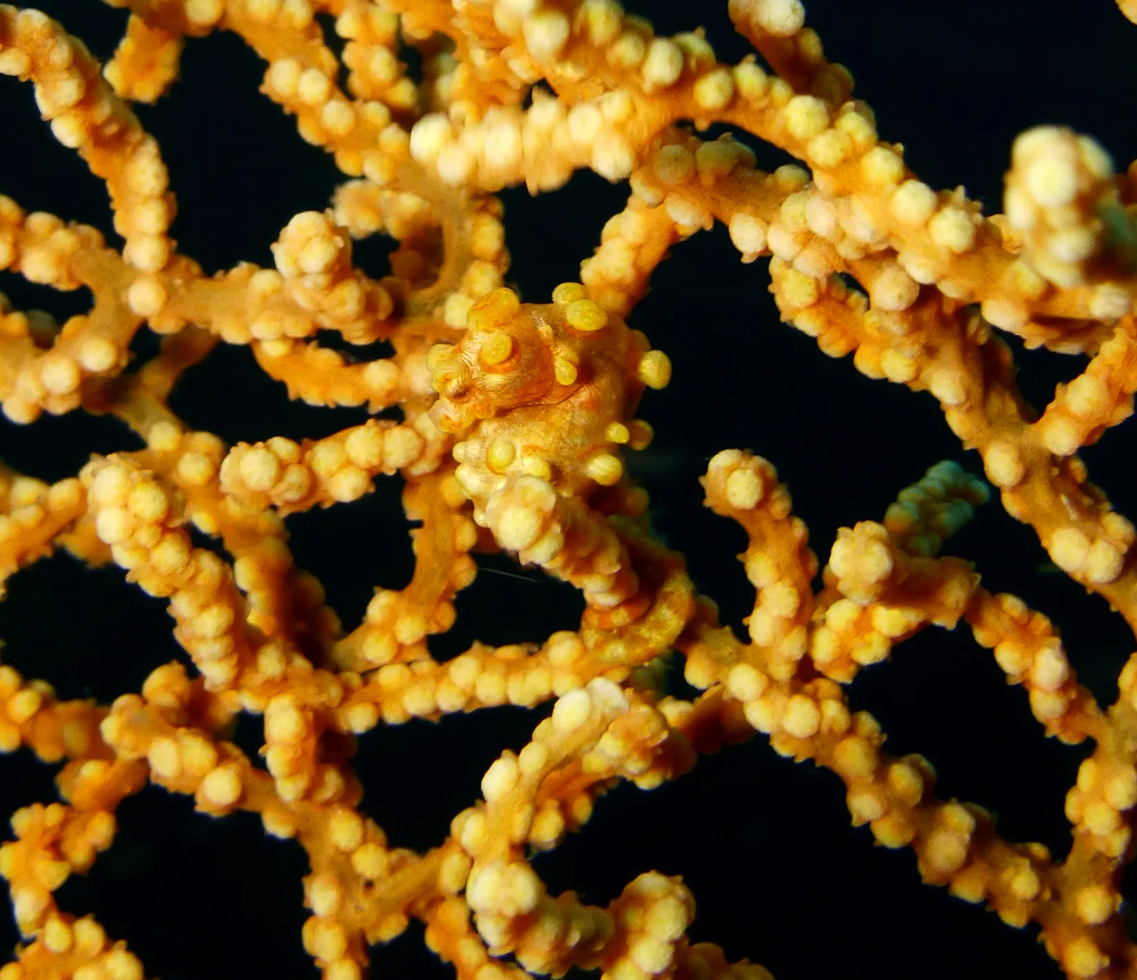 Philippines underwater photograph, 2014
