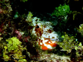 Underwater photograph by Joel Bergsma