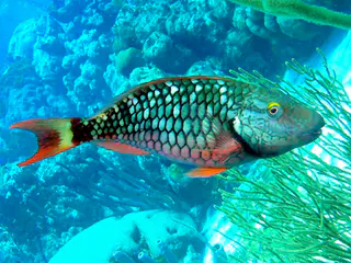 Underwater photograph by Joel Bergsma