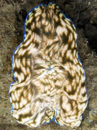 Giant Clam appears to reflect the shadows of the water overhead.     See Paul Humann, et al, Reef Creature Identification - Tropical Pacific (2010) at page 390.