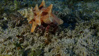 Underwater photograph by Joel Bergsma