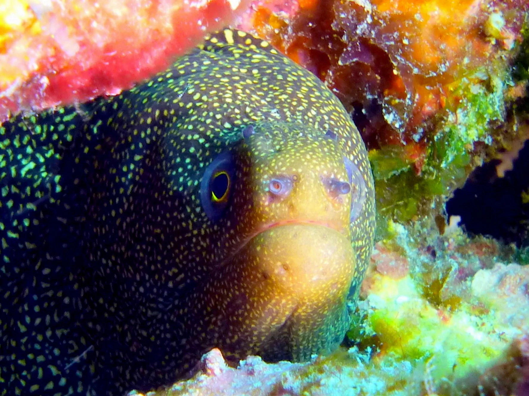 Goldentail Moray Eel, Bonaire, 2013