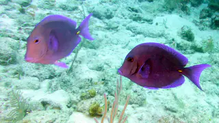 Underwater photograph by Joel Bergsma