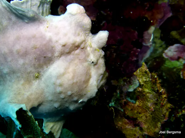 Underwater photograph by Joel Bergsma