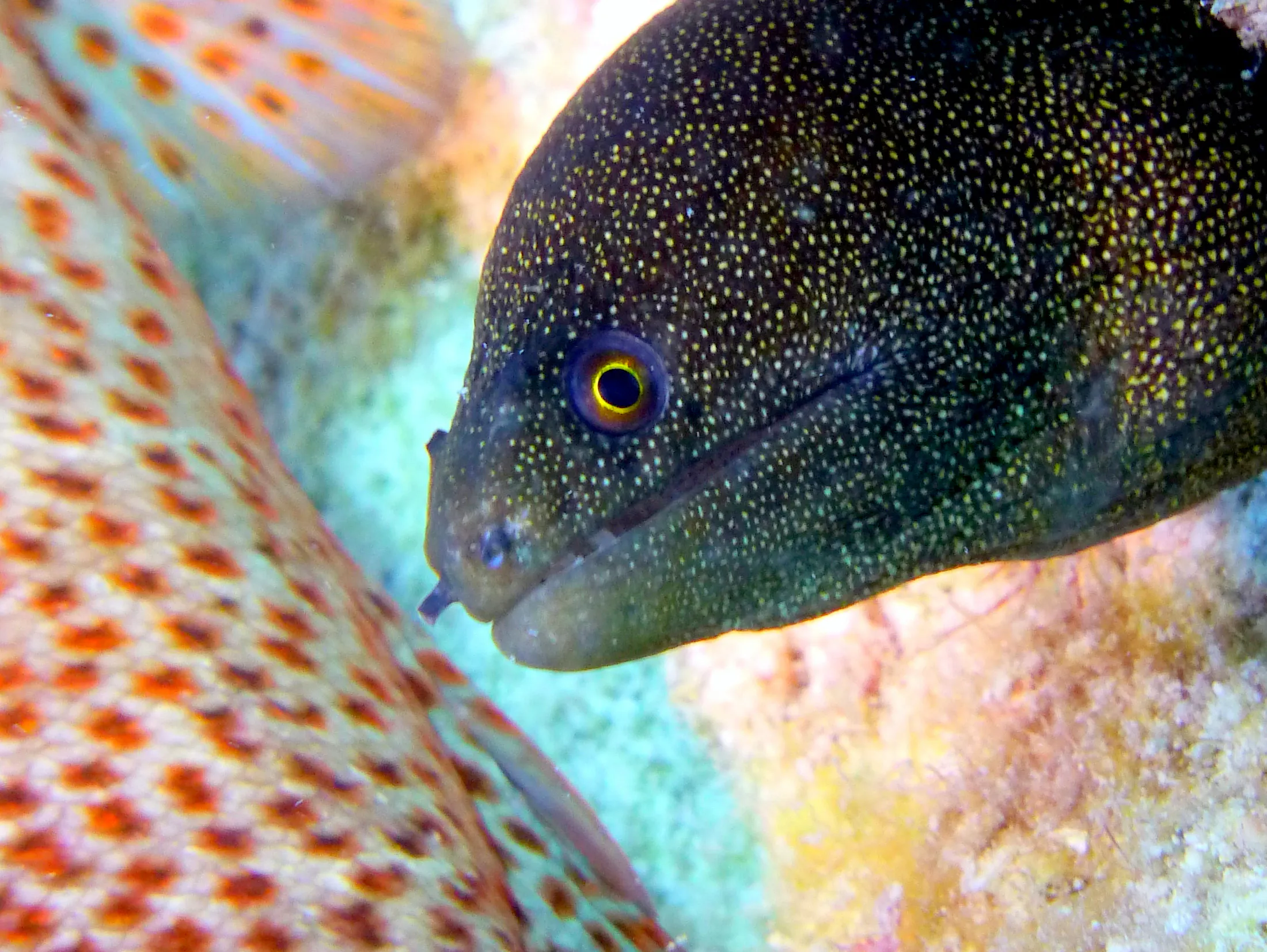 Goldentail Moray Eel, Bonaire, 2013