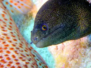 Underwater photograph by Joel Bergsma