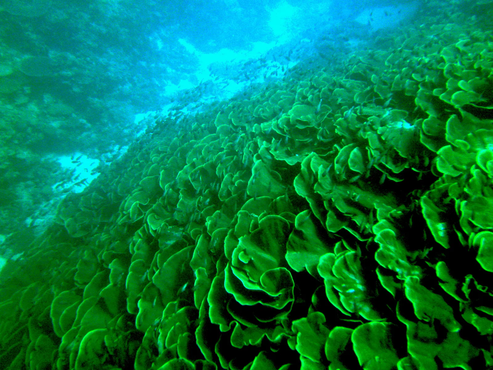 Fish schooling below along the fantastic cabbage patch coral (wall) bed in the German Channel.