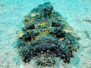 Underwater photograph by Joel Bergsma