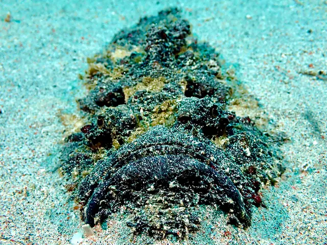 Underwater photograph by Joel Bergsma