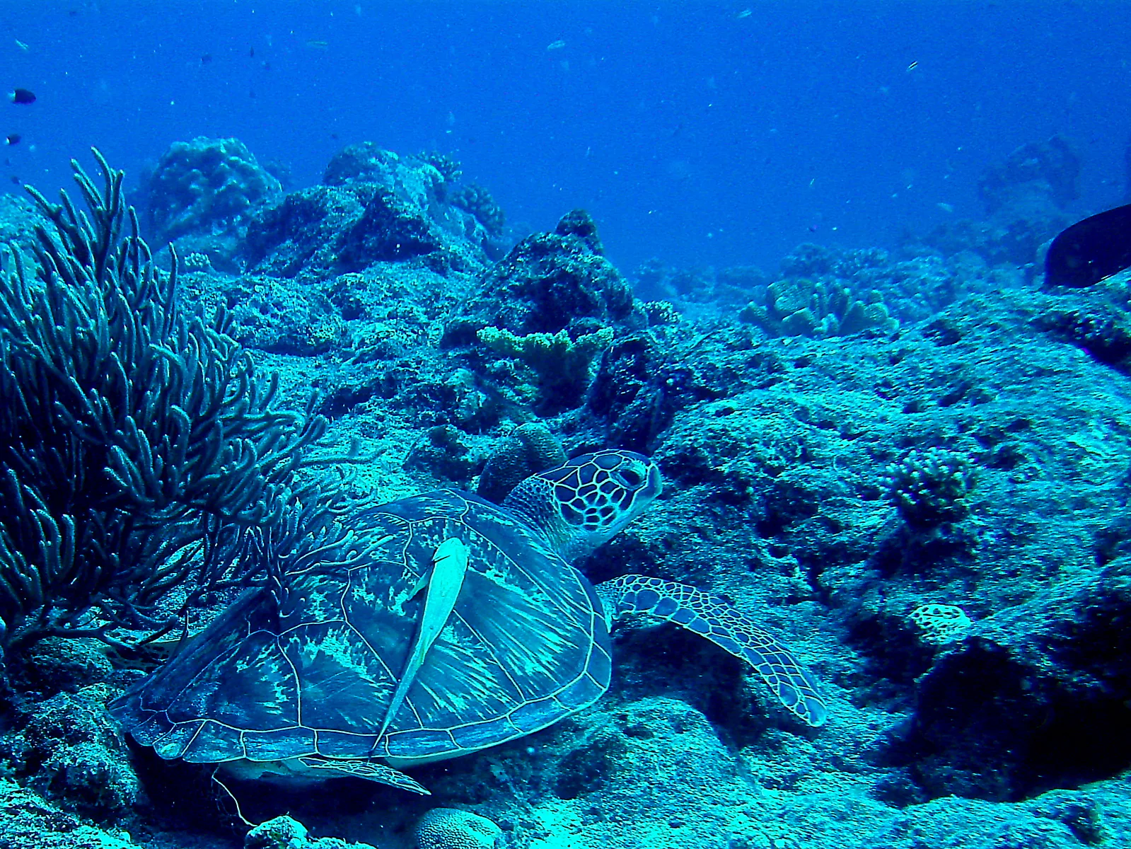 Green sea turtle with a remora hitching a ride on its shell.