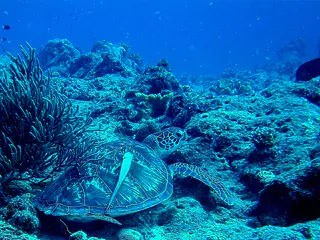 Green sea turtle with a remora hitching a ride on its shell.