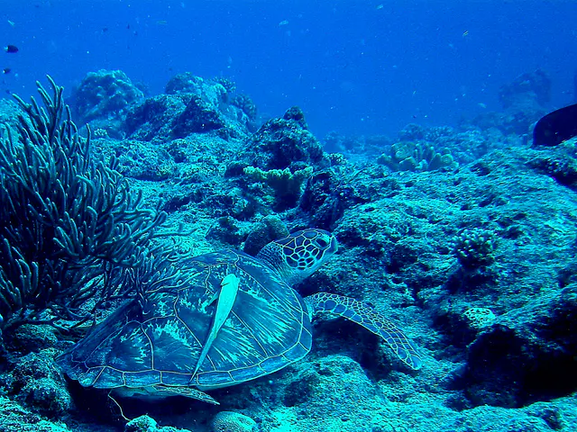 Green sea turtle with a remora hitching a ride on its shell.